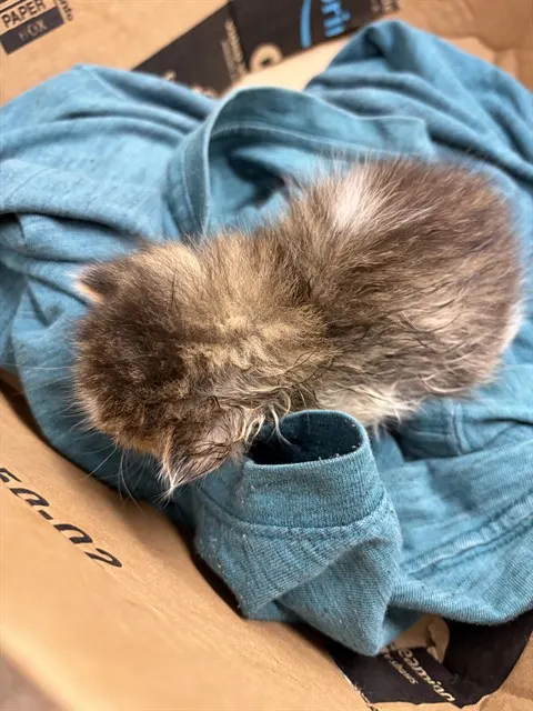 Chowder