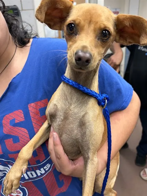 Adoptable Dog
