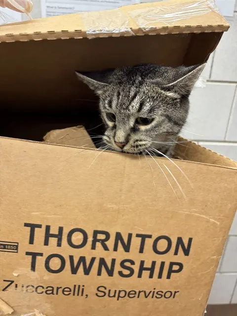 Adoptable Cat