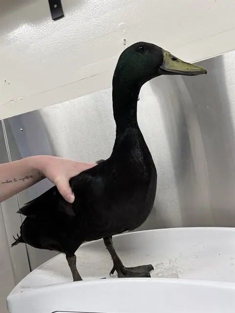 *Duck Norris