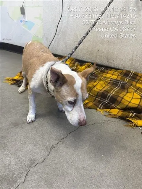 Adoptable Dog