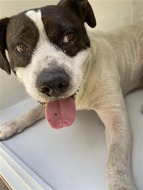 Adoptable Dog