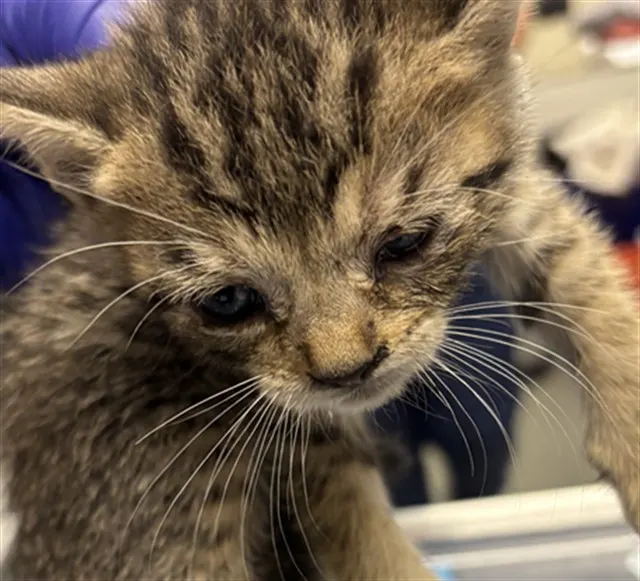 Adoptable Cat