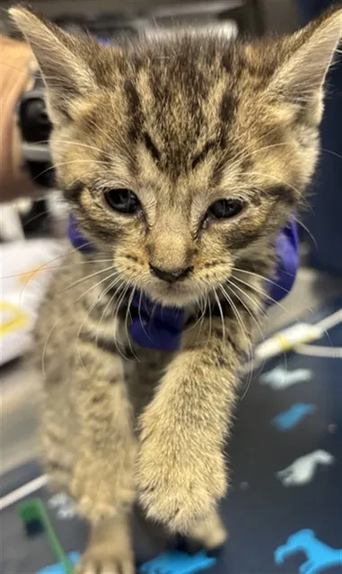 Adoptable Cat