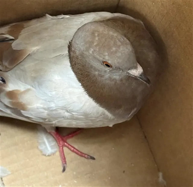 Adoptable Bird