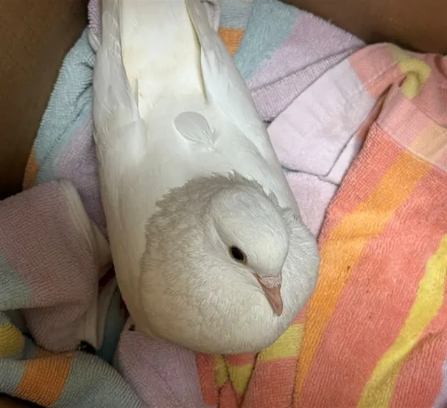 Adoptable Bird