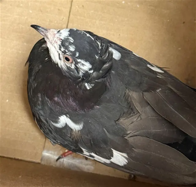 Adoptable Bird