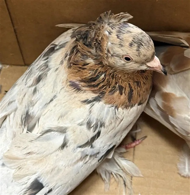 Adoptable Bird