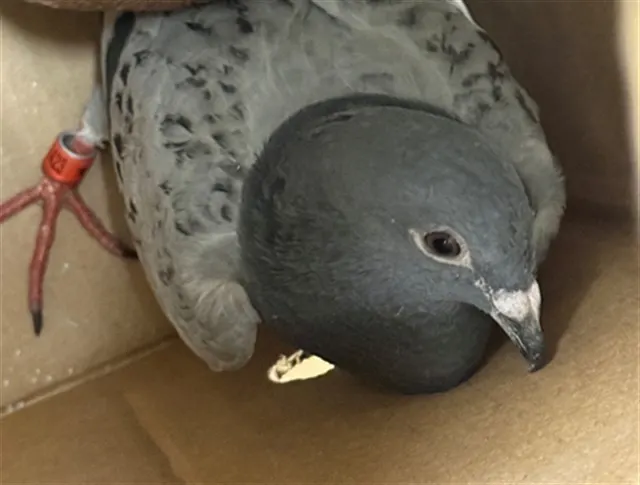 Adoptable Bird
