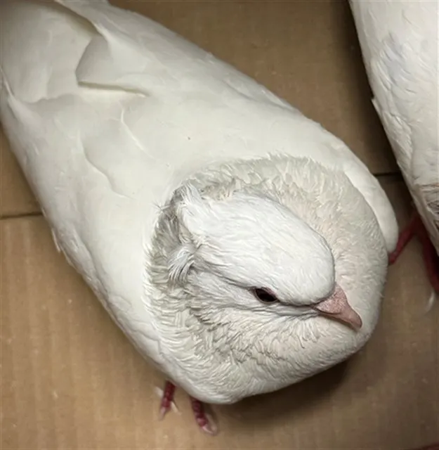 Adoptable Bird