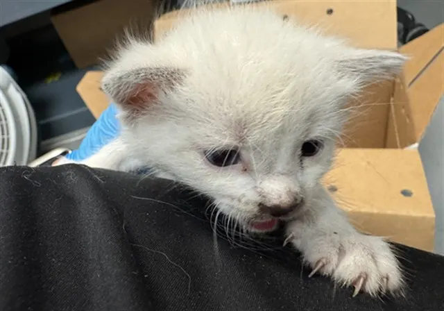 Adoptable Cat