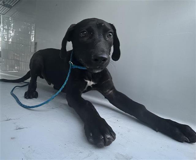 Adoptable Dog
