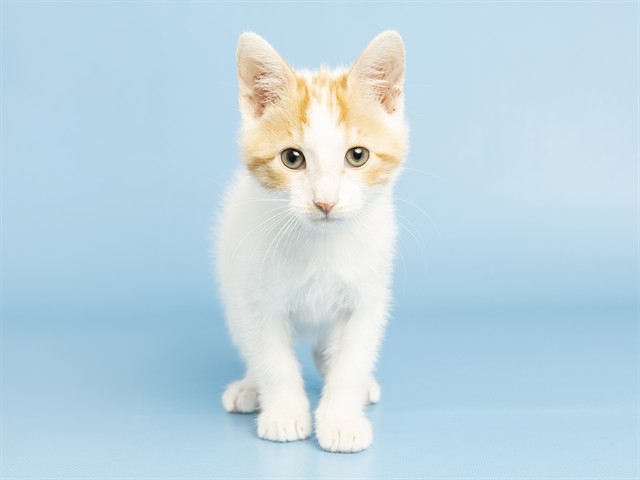 Charlie