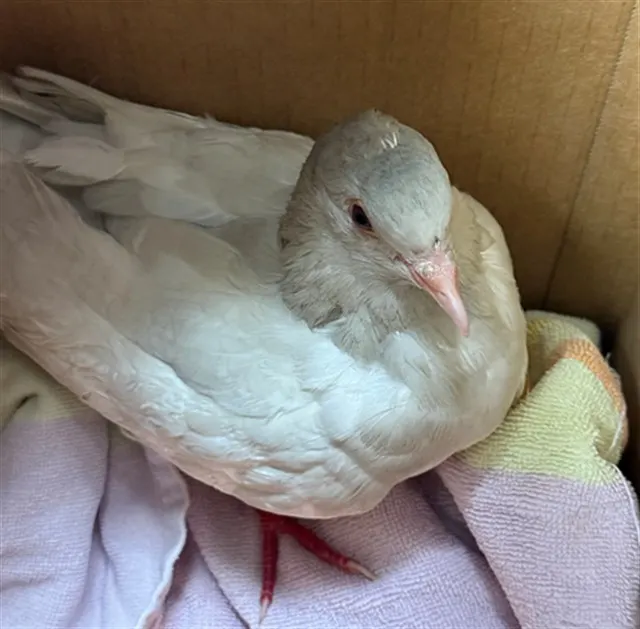 Adoptable Bird