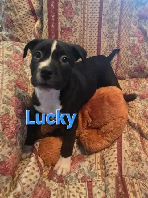 Lucky