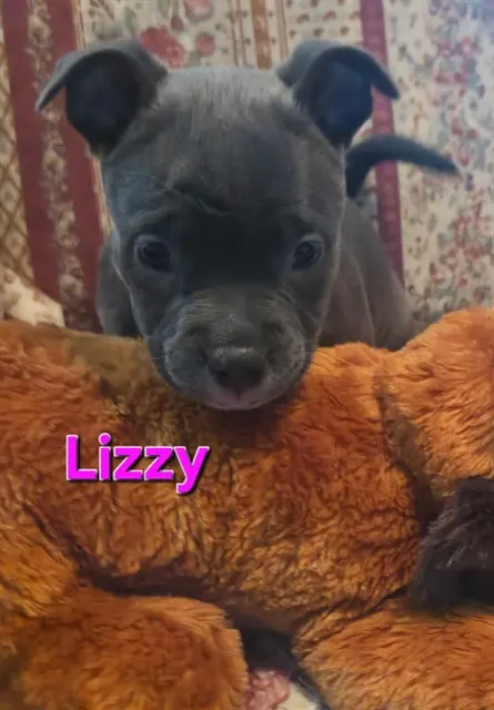 Lizzy