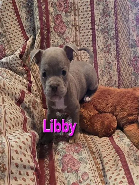 Libby