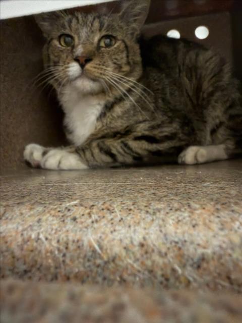 Adoptable Cat