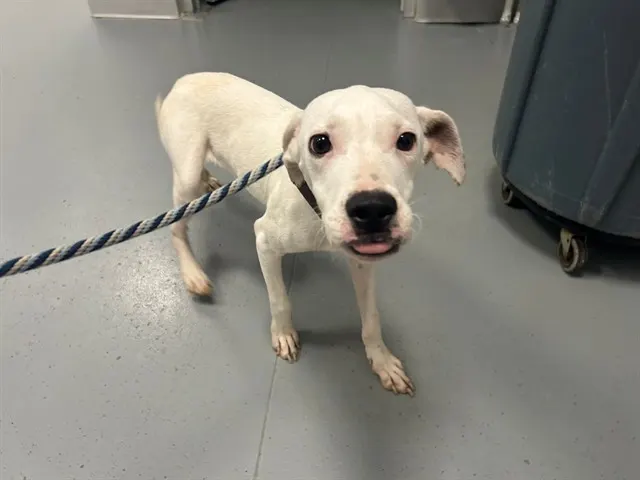Adoptable Dog
