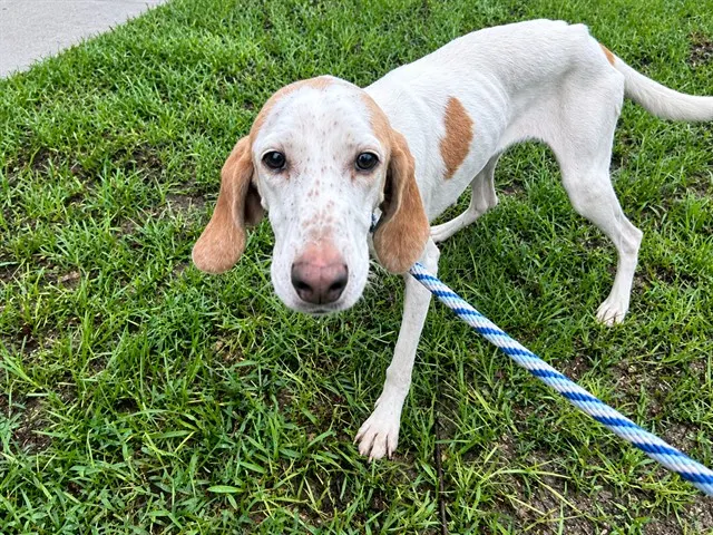 Adoptable Dog