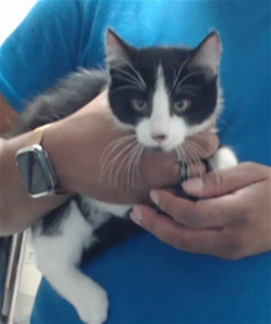 Adoptable Cat