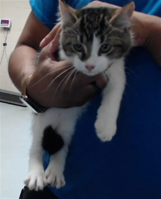 Adoptable Cat