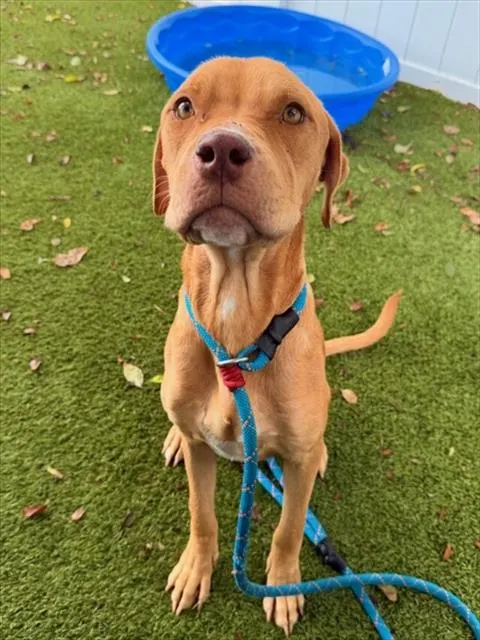 Shelter Staff Named Me *Bellamy