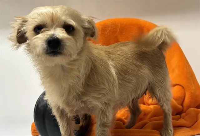 Shelter Staff Named Me *Cady
