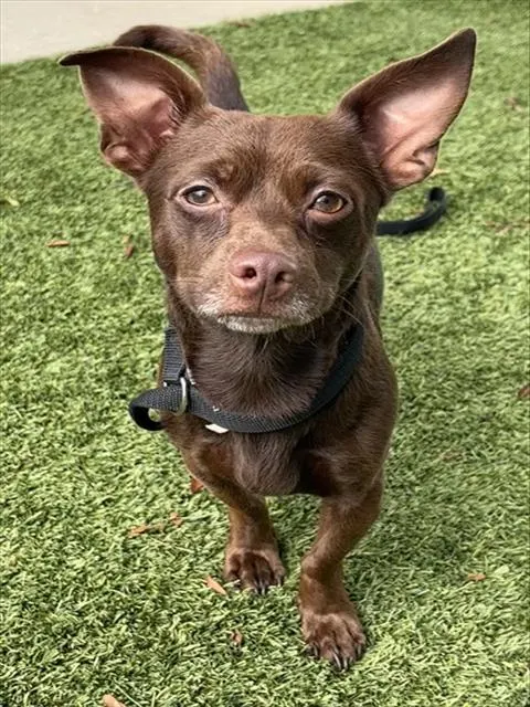 Shelter Staff Named Me *Rolo