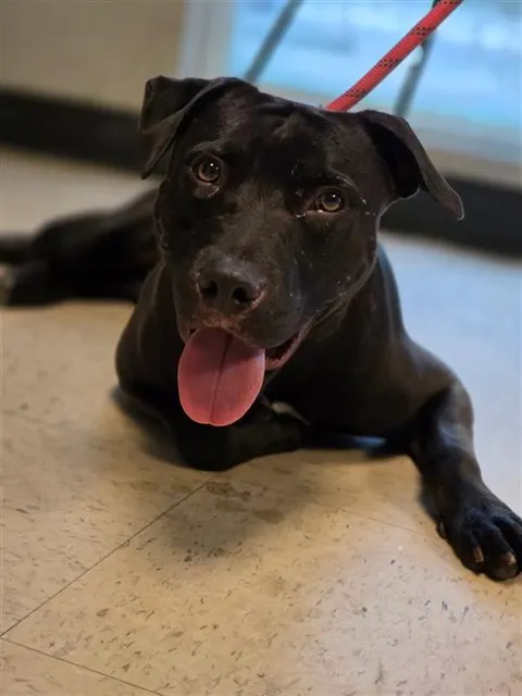 Adoptable Dog