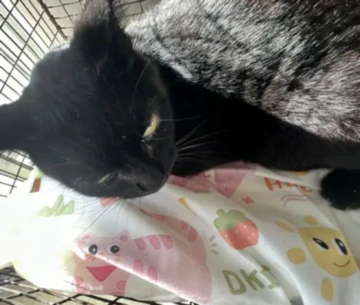 Adoptable Cat