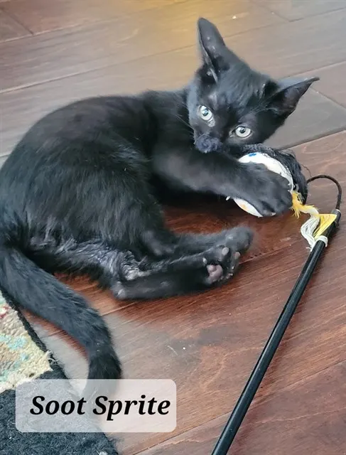 Soot Sprite