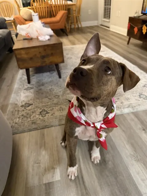 Nala