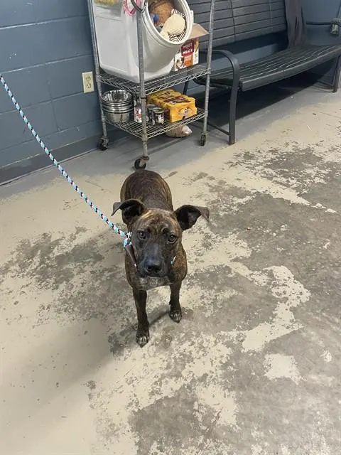 Kiki