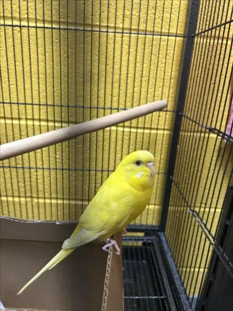 Lemon Drop