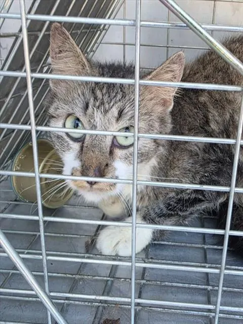 Adoptable Cat