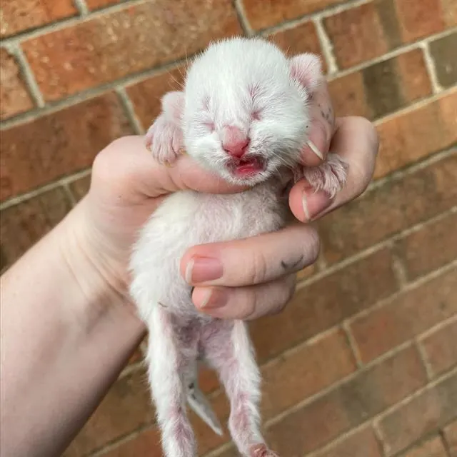 Twinkie