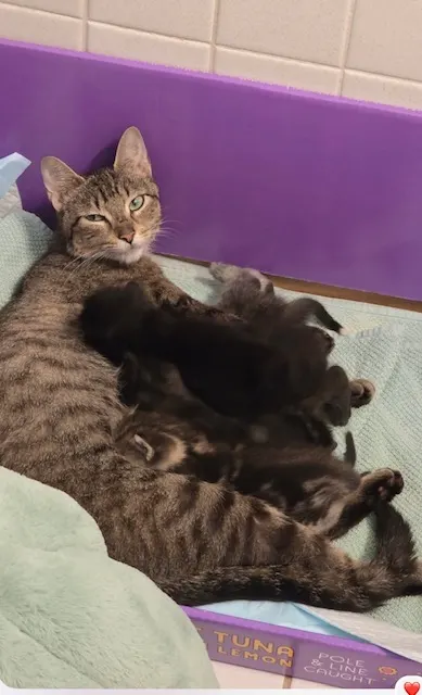 Adoptable Cat