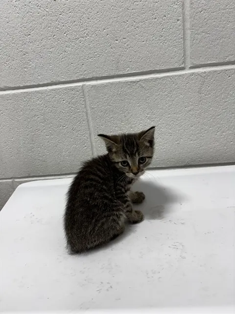 *Nova