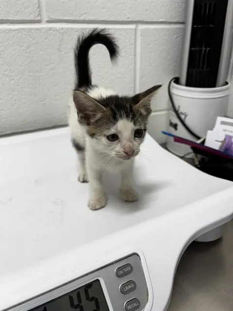 *Luna