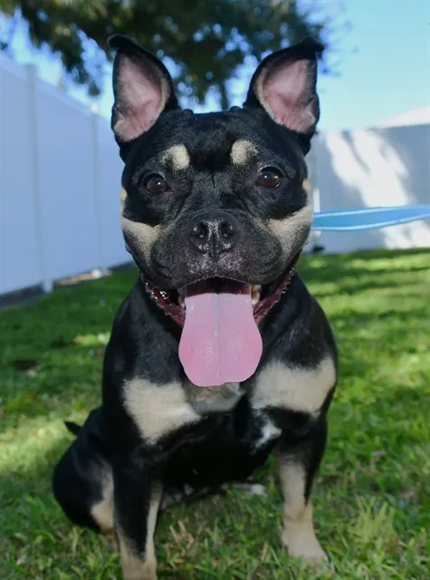 Dolly