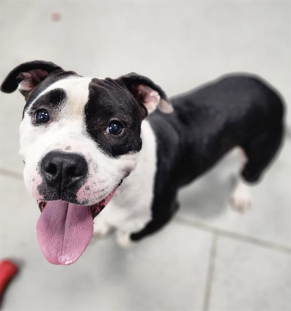 Adoptable Dog