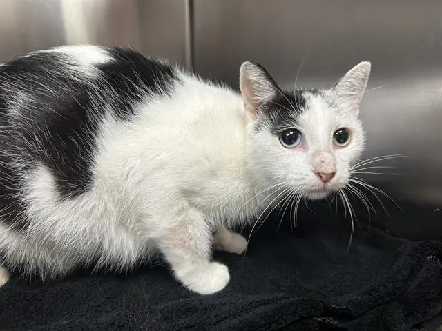 Adoptable Cat