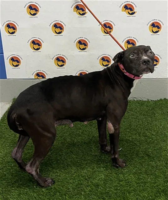 Remi
