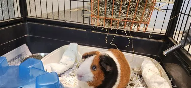 Nilla