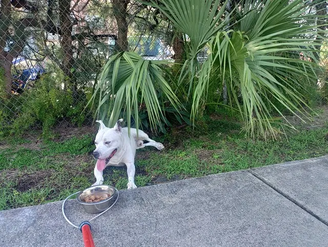 Adoptable Dog