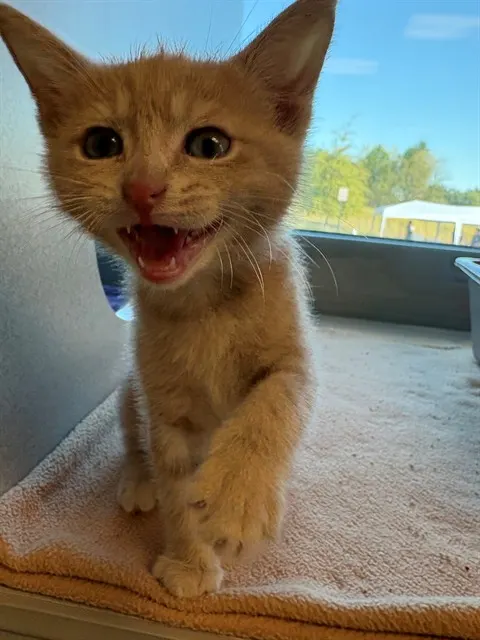 Taki