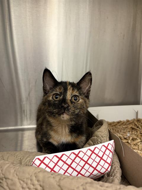 Mini Polly
