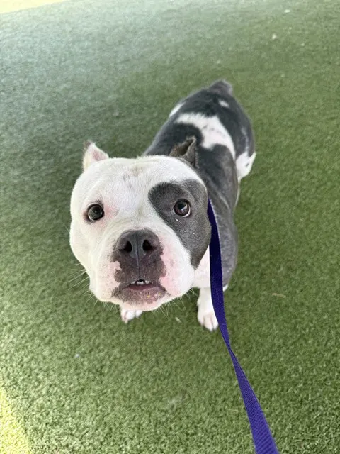 Bella