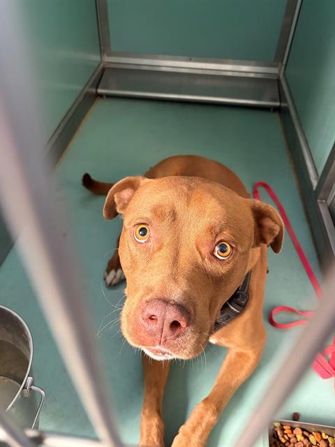 Adoptable Dog
